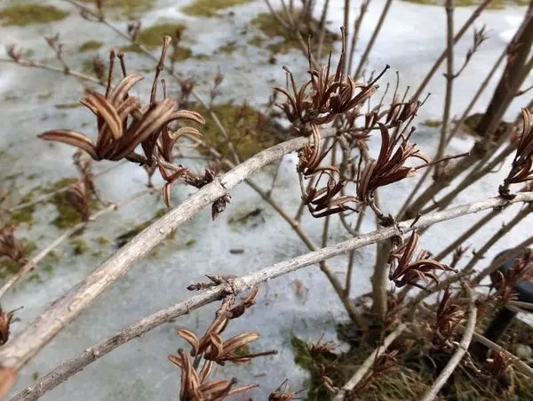 How to prepare a weigela for winter: care in the fall, shelter when the temperature drops