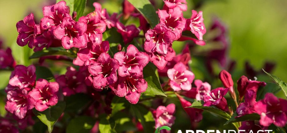 How to prepare a weigela for winter: care in the fall, shelter when the temperature drops