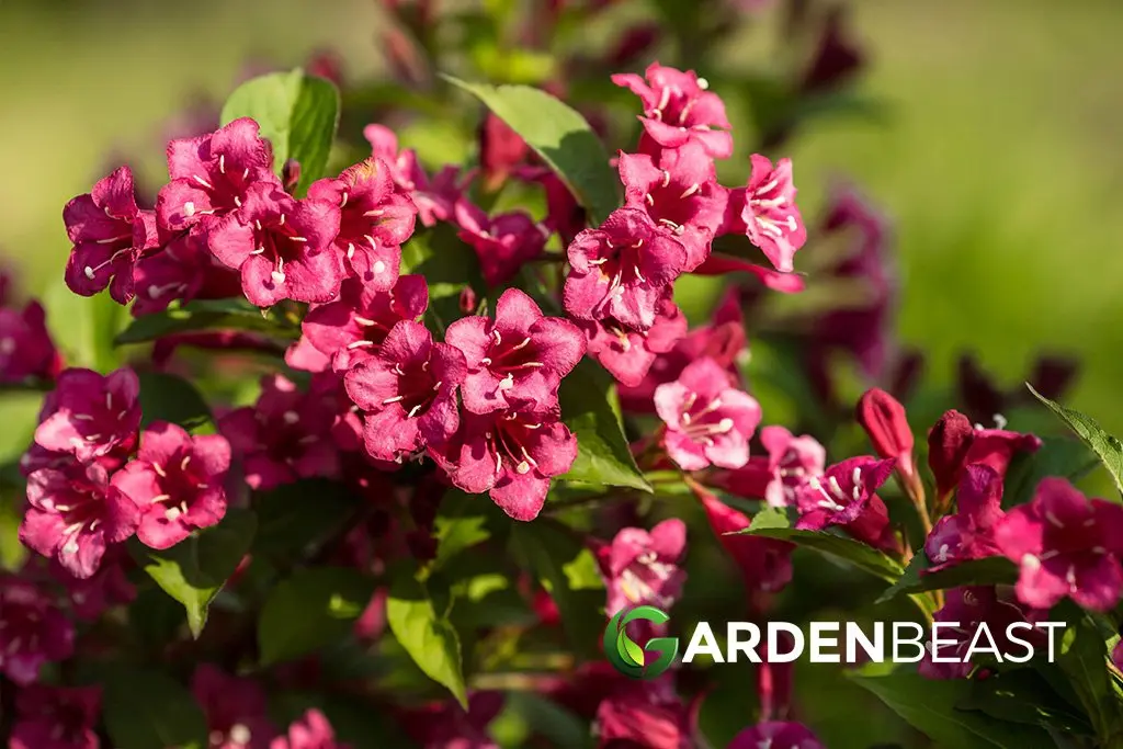 How to prepare a weigela for winter: care in the fall, shelter when the temperature drops