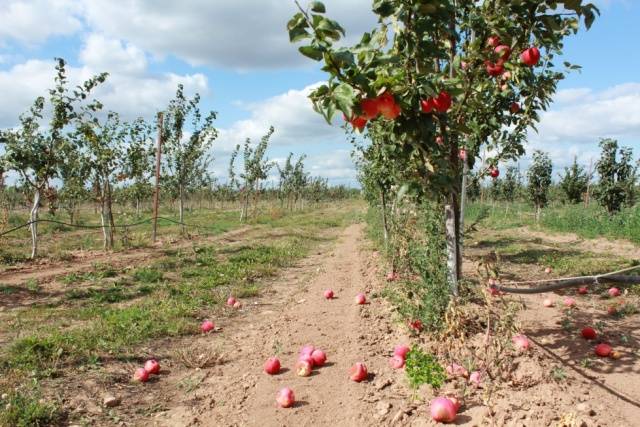 How to prepare an apple tree for winter in the Urals 