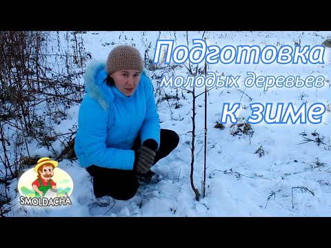 How to prepare an apple tree for winter in the Urals 