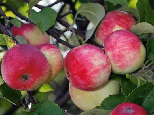 How to prepare an apple tree for winter in the Urals 