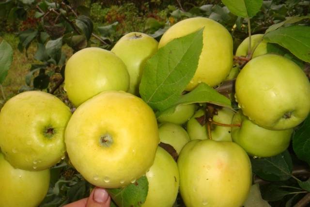 How to prepare an apple tree for winter in the Urals 