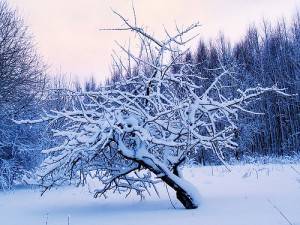 How to prepare an apple tree for winter in the Urals 