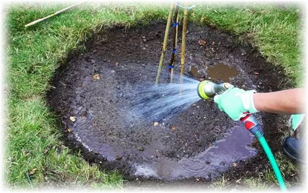 How to prepare an apple tree for winter in the Urals 