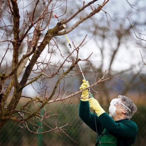 How to prepare an apple tree for winter in the Urals 