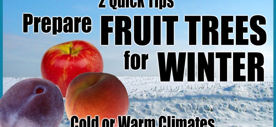 How to prepare an apple tree for winter in the Urals 