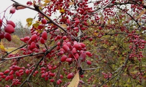 How to prepare barberry for the winter