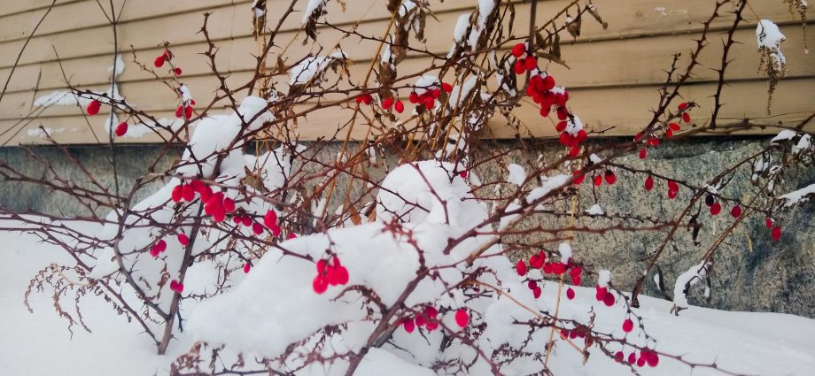 How to prepare barberry for the winter