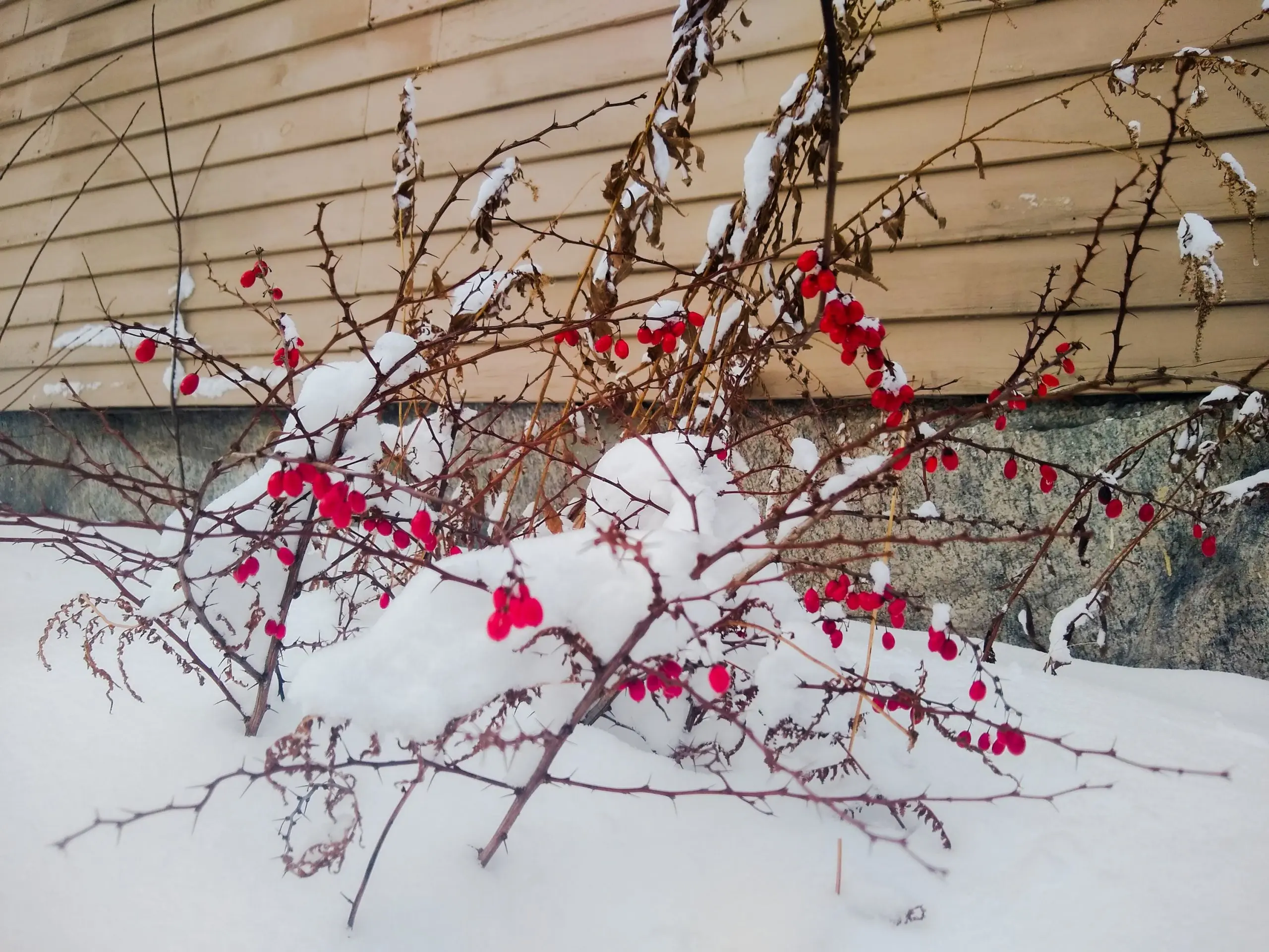 How to prepare barberry for the winter