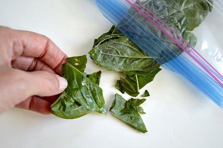 How to prepare basil for the winter: an overview of the best options, choosing a storage location