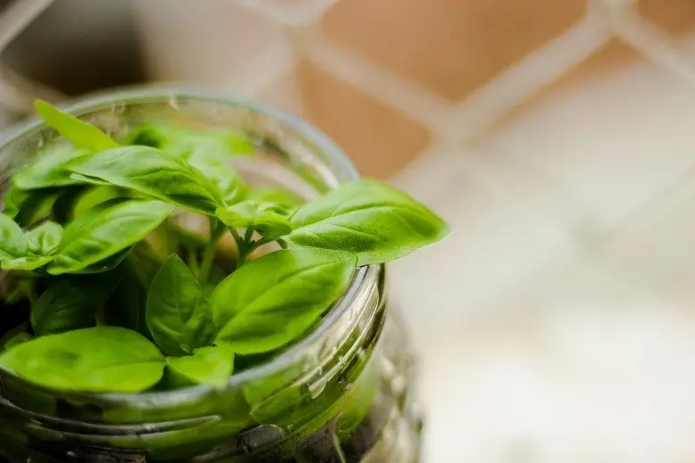 How to prepare basil for the winter: an overview of the best options, choosing a storage location