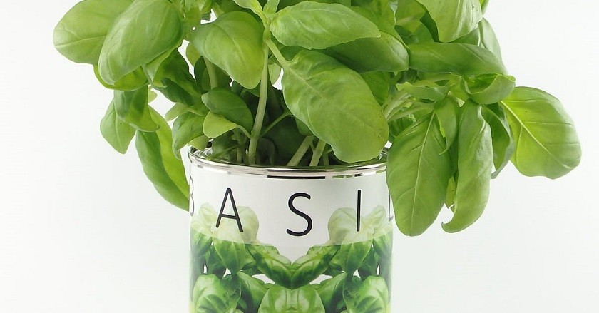 How to prepare basil for the winter: an overview of the best options, choosing a storage location