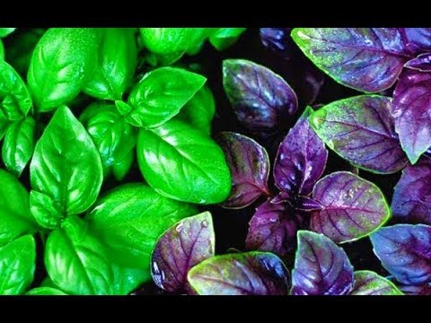 How to prepare basil for the winter: an overview of the best options, choosing a storage location