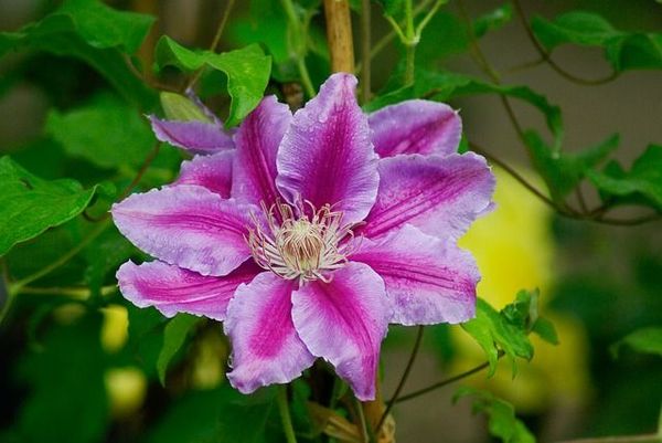 How to prepare clematis for winter: leaving in the fall and sheltering young flowers in the Moscow region, the middle lane, in the Urals, in Siberia