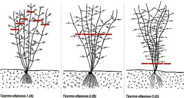 How to prepare clematis for winter: leaving in the fall and sheltering young flowers in the Moscow region, the middle lane, in the Urals, in Siberia