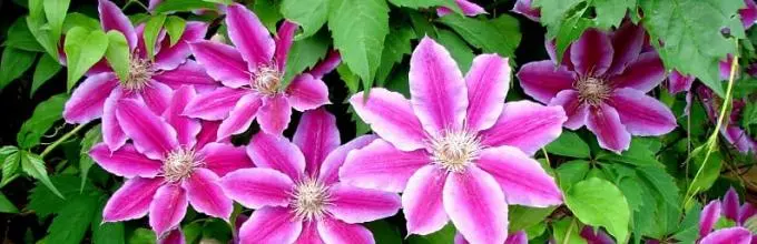 How to prepare clematis for winter: leaving in the fall and sheltering young flowers in the Moscow region, the middle lane, in the Urals, in Siberia