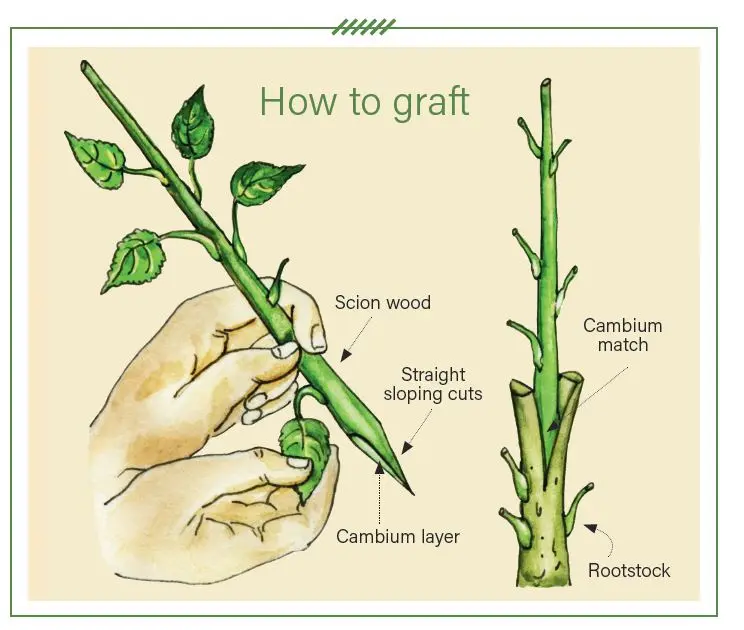 How to prepare cuttings for grafting an apple tree