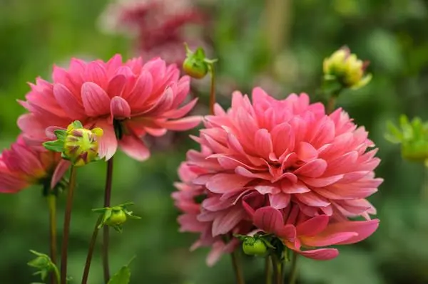 How to prepare dahlias for winter: leaving in the fall and preparing tubers for storage during wintering according to a step-by-step recipe