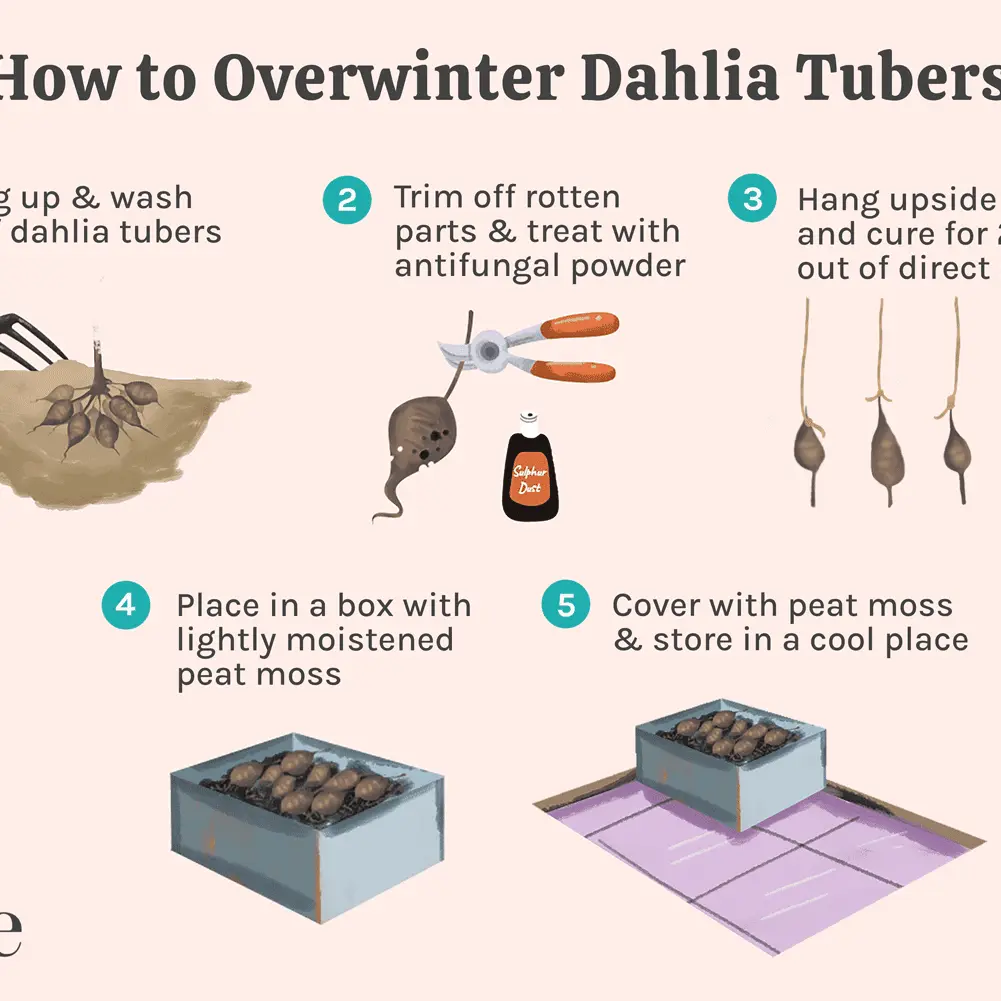 How to prepare dahlias for winter: leaving in the fall and preparing tubers for storage during wintering according to a step-by-step recipe