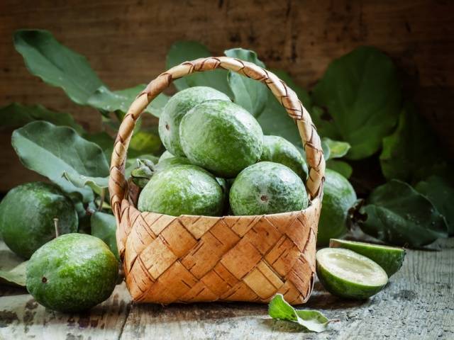 How to prepare feijoa for the winter