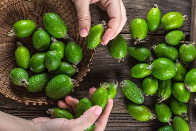 How to prepare feijoa for the winter