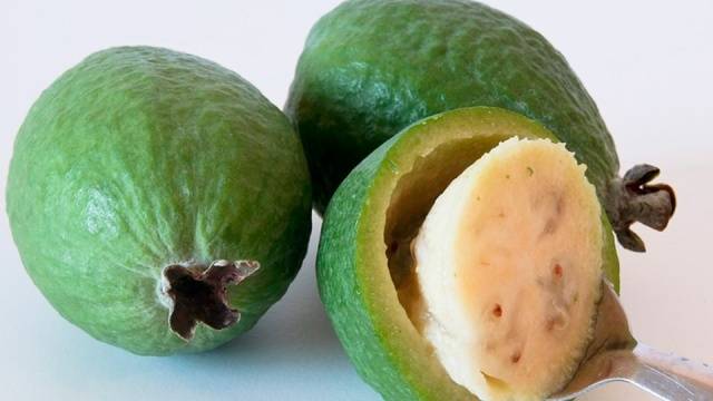 How to prepare feijoa for the winter