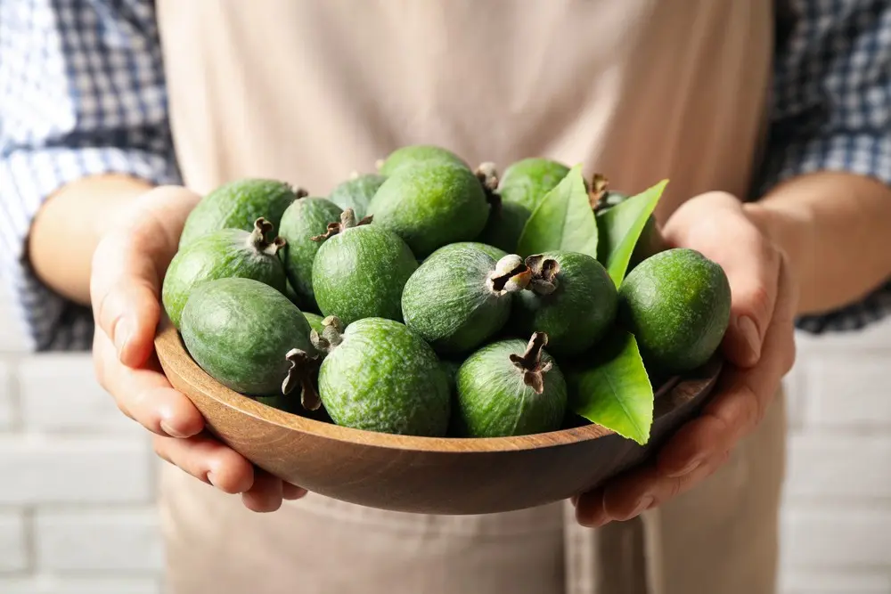 How to prepare feijoa for the winter