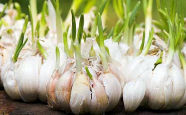 How to prepare garlic for planting: recommendations