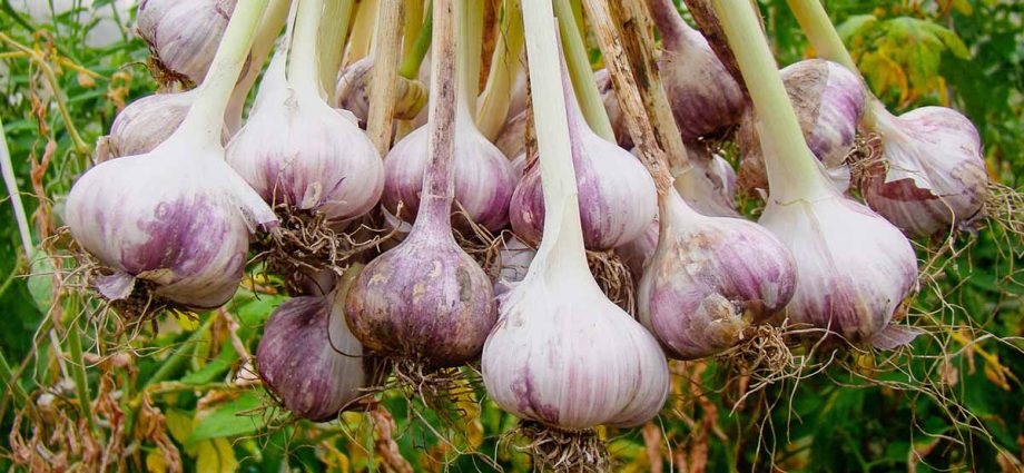 How to prepare garlic for planting: recommendations