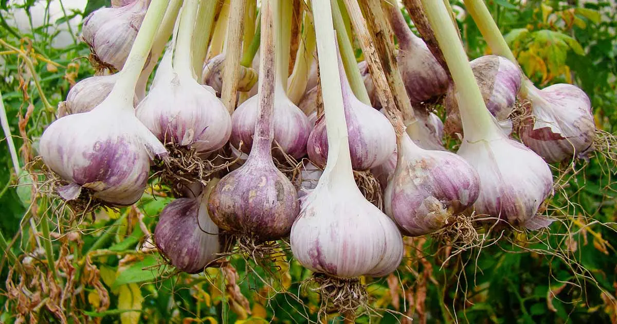 How to prepare garlic for planting: recommendations