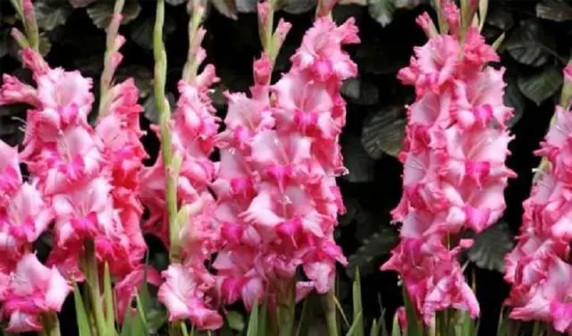 How to prepare gladioli for winter