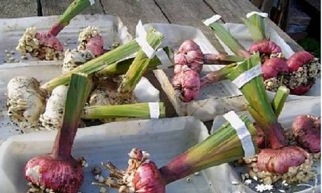 How to prepare gladioli for winter