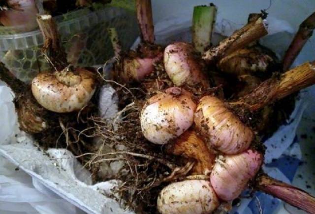 How to prepare gladioli for winter