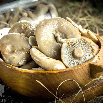 How to prepare milk mushrooms for the winter at home