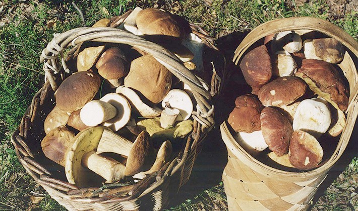 How to prepare milk mushrooms for the winter at home