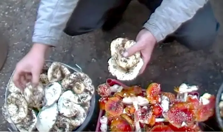 How to prepare milk mushrooms for the winter at home