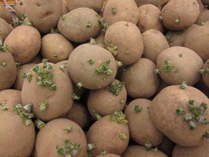 How to prepare potatoes for planting 