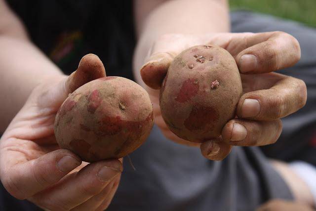 How to prepare potatoes for planting 