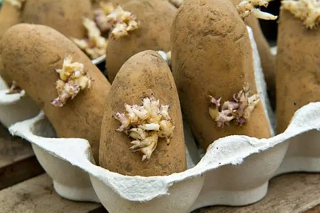 How to prepare potatoes for planting 