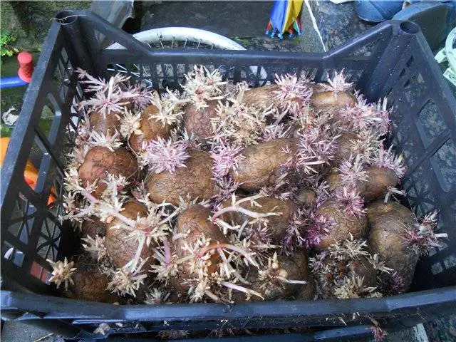 How to prepare potatoes for planting 