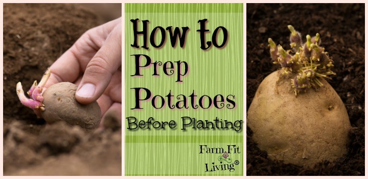 How to prepare potatoes for planting 