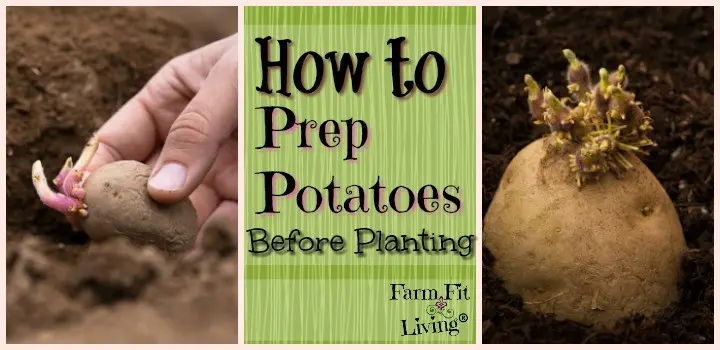 How to prepare potatoes for planting 