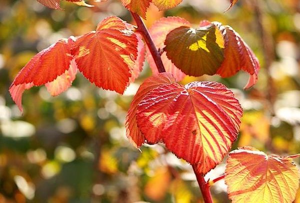 How to prepare raspberries for winter: fall care, shelter rules for remontant, yellow, black species and Cumberland varieties