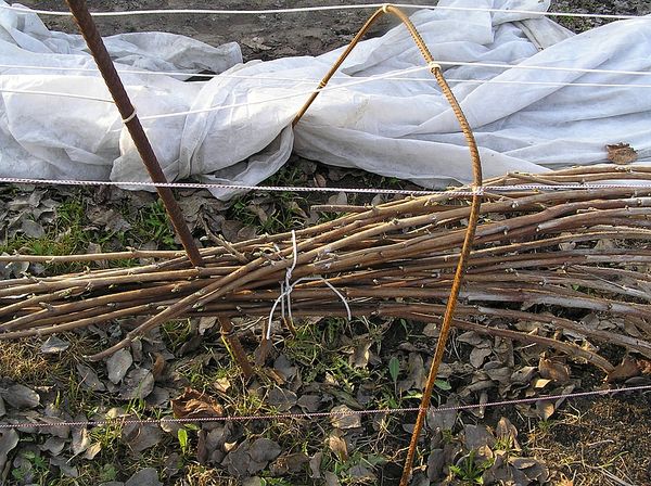 How to prepare raspberries for winter: fall care, shelter rules for remontant, yellow, black species and Cumberland varieties