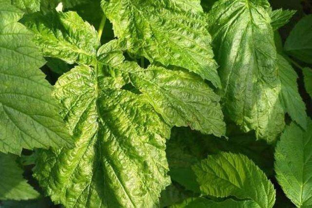 How to prepare raspberry leaves for the winter for tea: drying, when is it better to collect