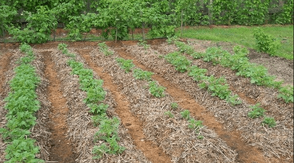 How to prepare strawberries for winter and save from the cold