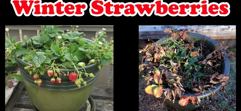 How to prepare strawberries for winter and save from the cold