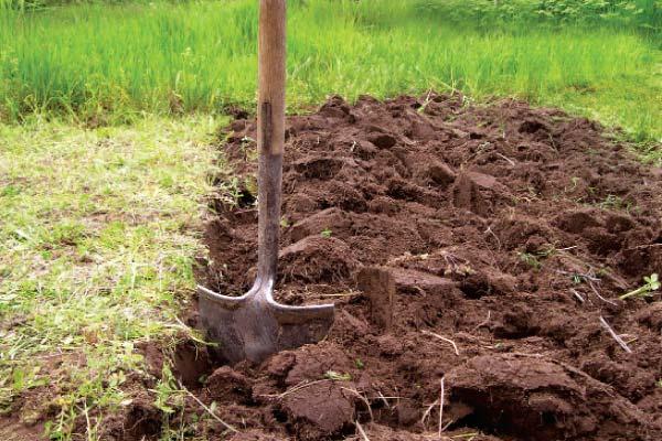 How to prepare the soil and dig a hole for planting