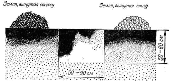 How to prepare the soil and dig a hole for planting